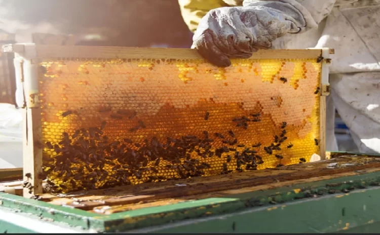  Preparing for the start of the Asian Beekeepers Conference next August