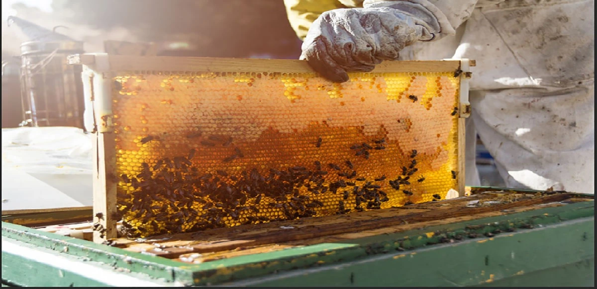 Preparing for the start of the Asian Beekeepers Conference next August